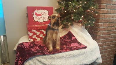 Pearly Pets logo – Pet groomer in Olive Branch, MS