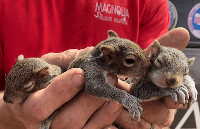 Magnolia Wildlife Solutions logo – Pest Control in Olive Branch, MS
