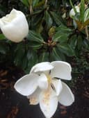 Perfection Landscape Management LLC logo