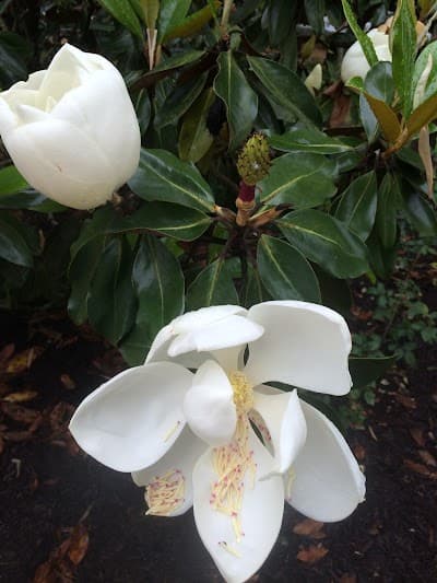 Perfection Landscape Management LLC logo – Landscape designer in Olive Branch, MS