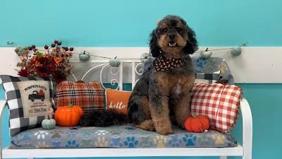 Pampered Paws Pet Grooming logo – Pet groomer in Olive Branch, MS