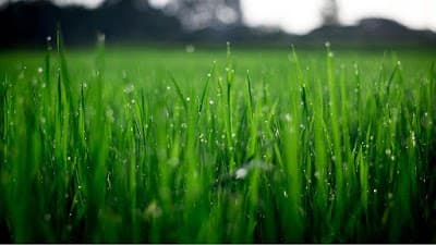 Mow It Right logo – Lawn care service in Olive Branch, MS